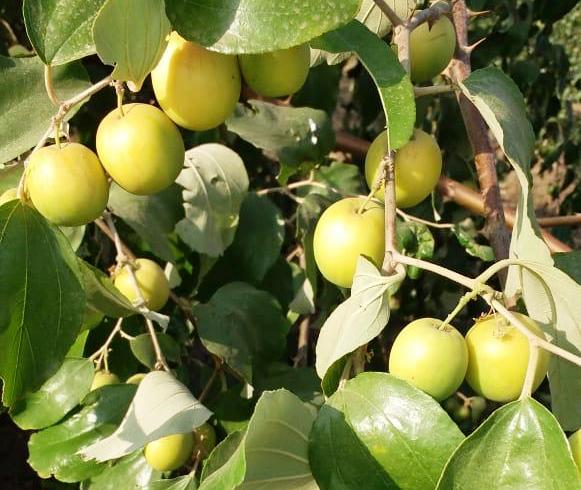 Ber Fruit , Ziziphu jujuba